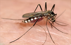 eastern treehole mosquito