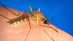 southern house mosquito
