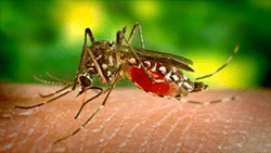yellow fever mosquito