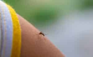 A mosquito on a child hand. Selective focus.