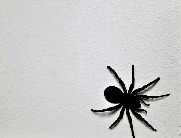 Black Widow Spider! Minimalism!