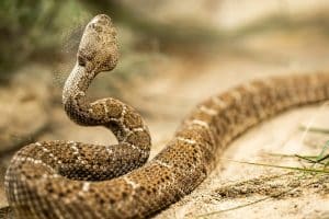 Close-up of crotalus atrox or western diamondback rattlesnake. Beautiful venomous snake in serpentar