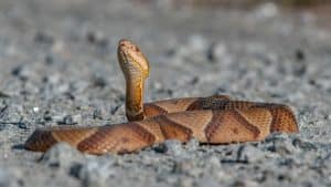 Closeup shot of a copperhead snake laying on dirt