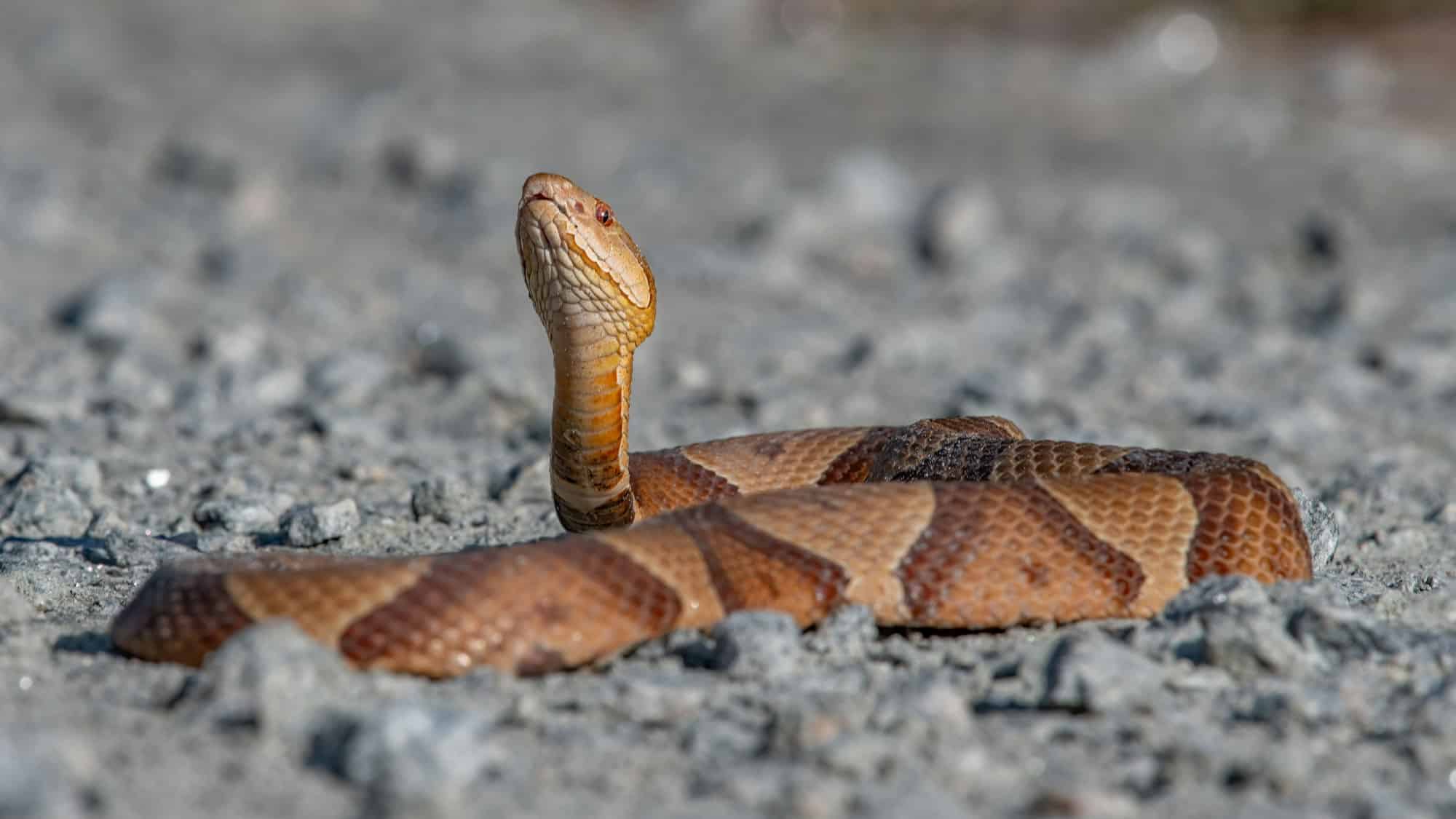 Closeup shot of a copperhead snake laying on dirt