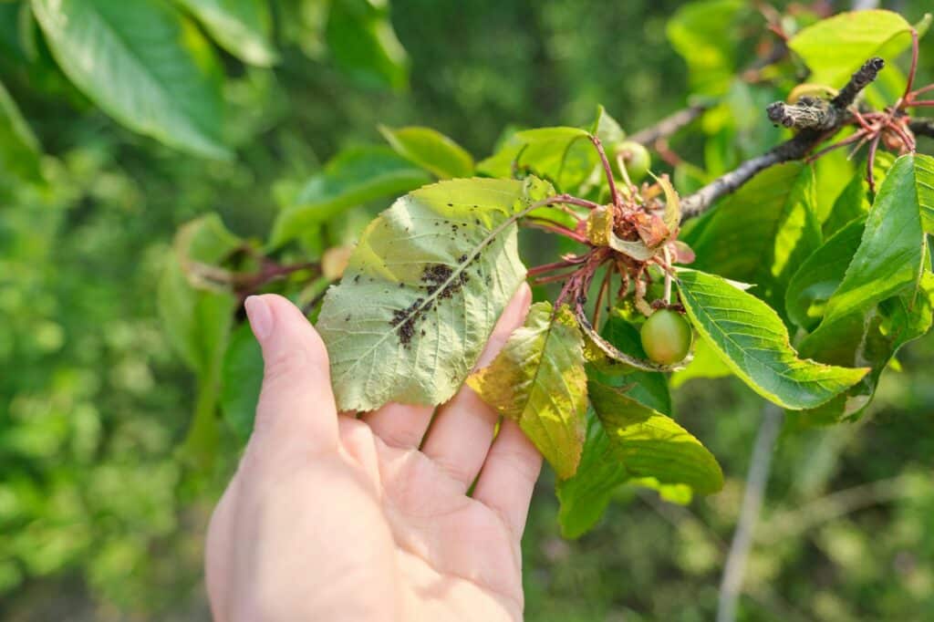 Spring season, cherry tree, close-ups of insects aphid pests