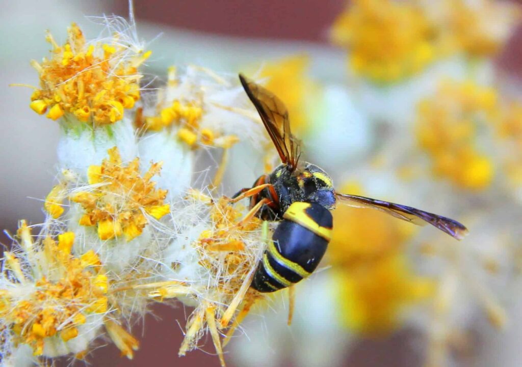 The beautiful colors of nature in this closeup of a wasps with yellow stripes on yellow flowers.