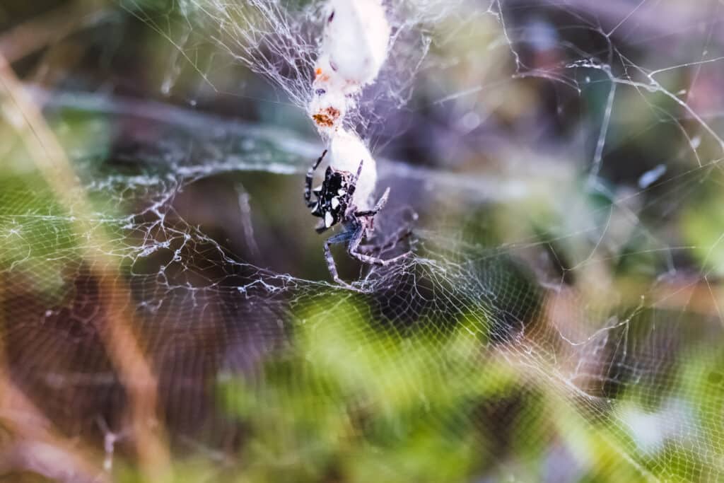 Black widow spider in garage corner