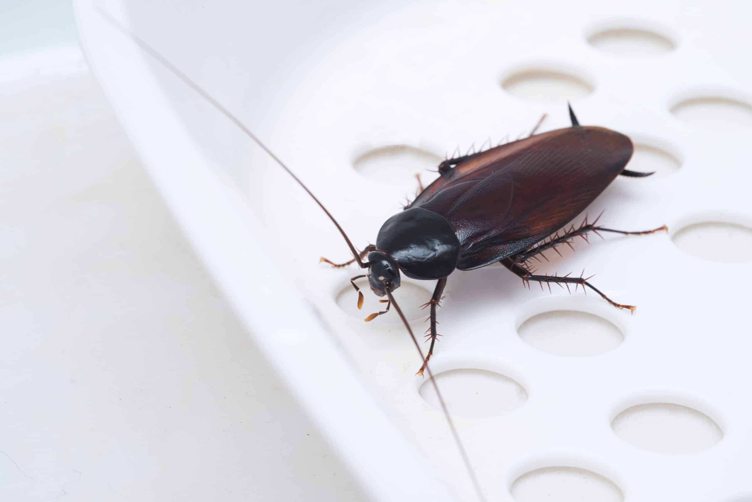 Cockroach crawling on kitchen countertop