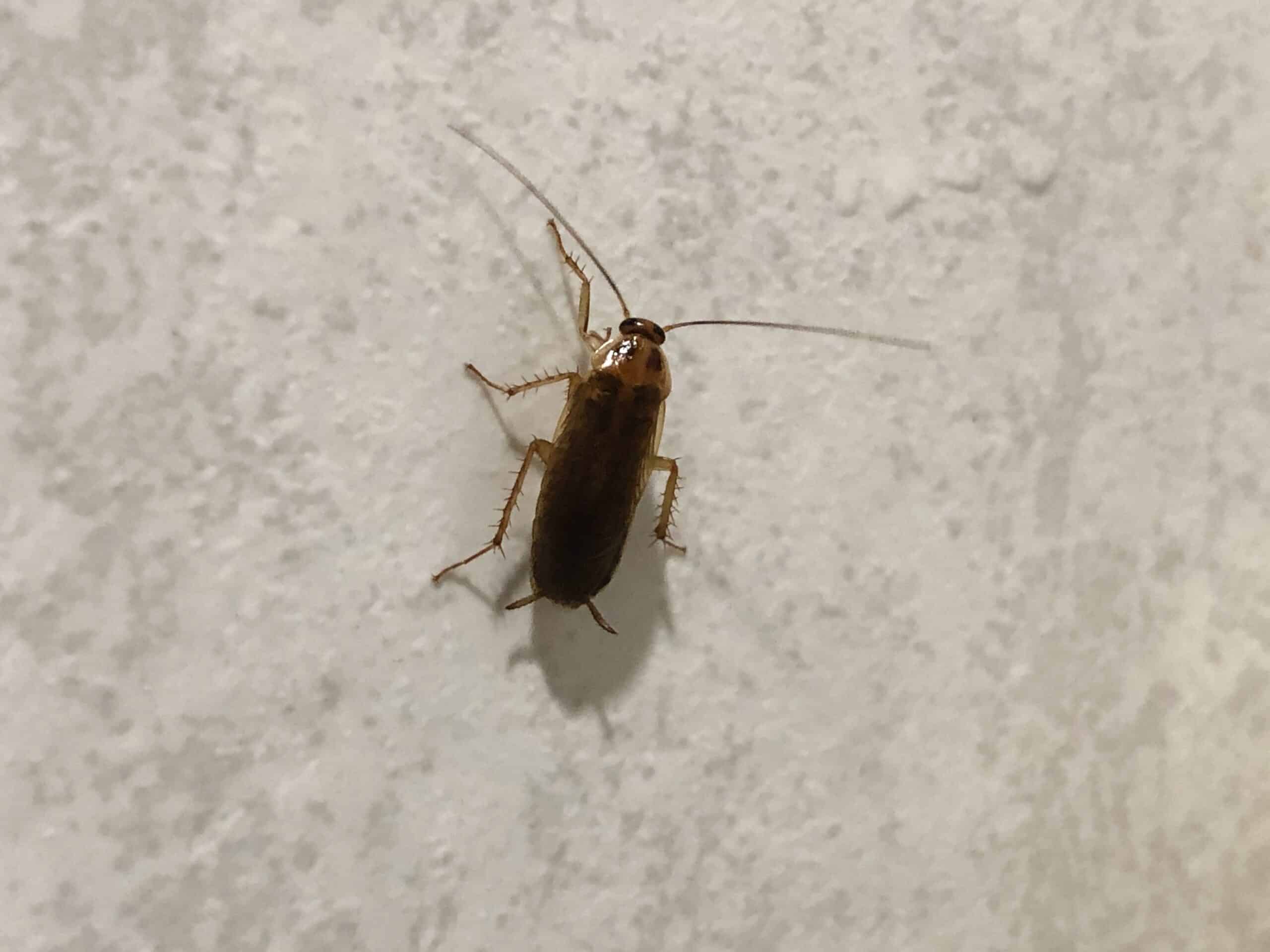Cockroach on bathroom tile floor in a home