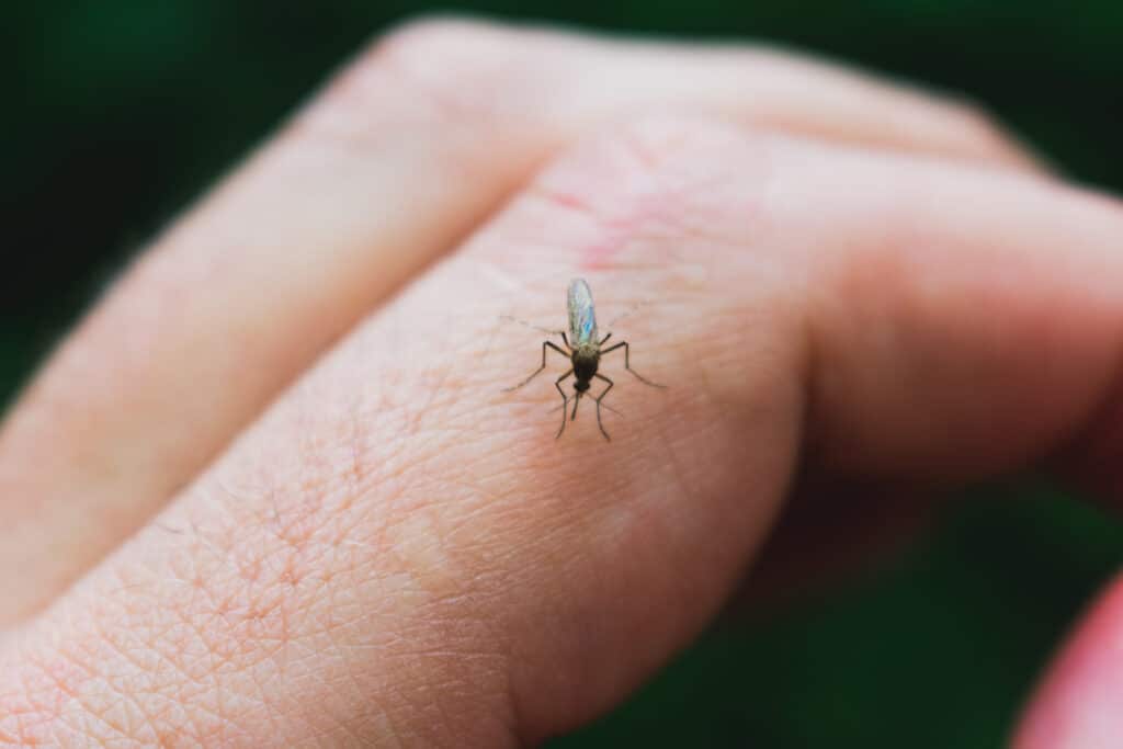 Mosquito flying over grass in suburban backyard