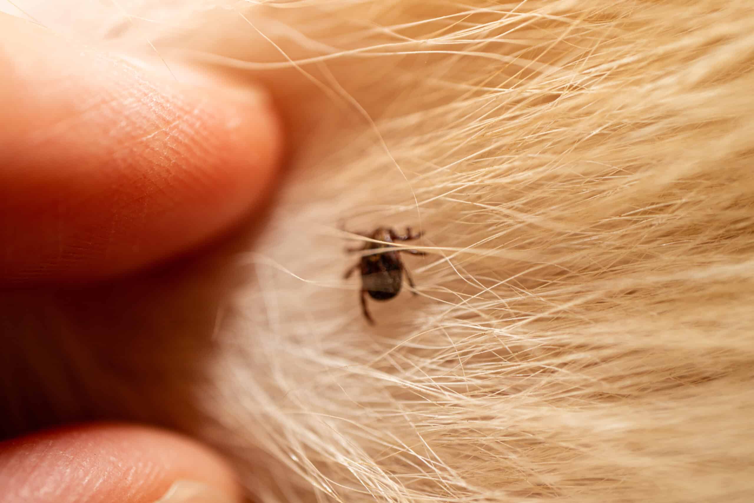 Ticks on dog hair. Ticks sucking dog blood