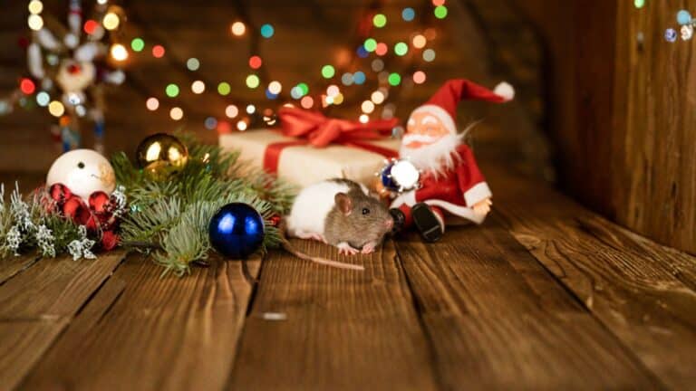 Mouse nest found inside holiday storage box in Alabama home