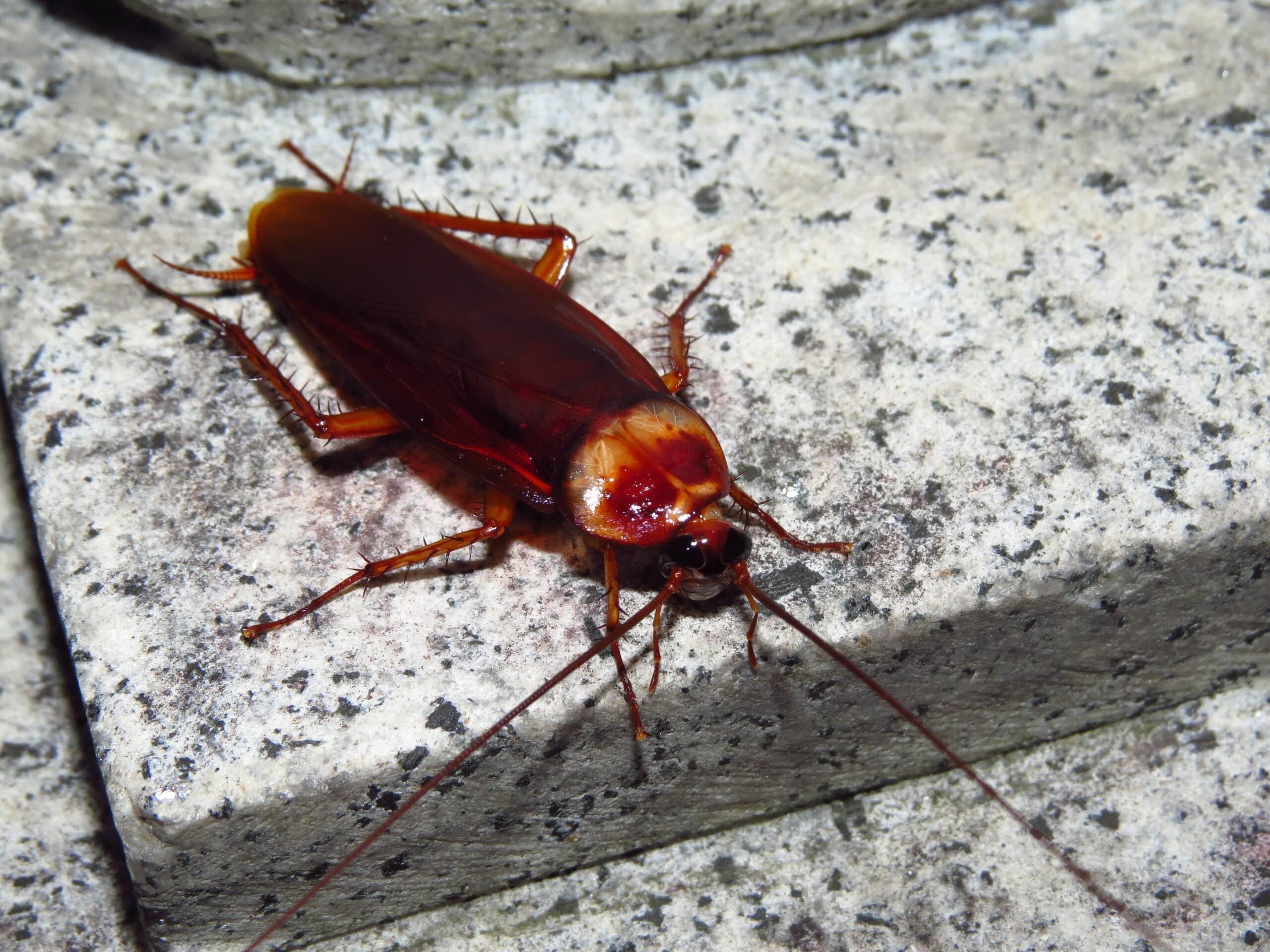 Roach crawling near baking ingredients on holiday kitchen counter