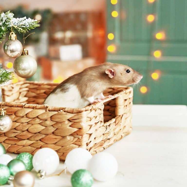 Holiday decorations stored in attic showing signs of pest activity