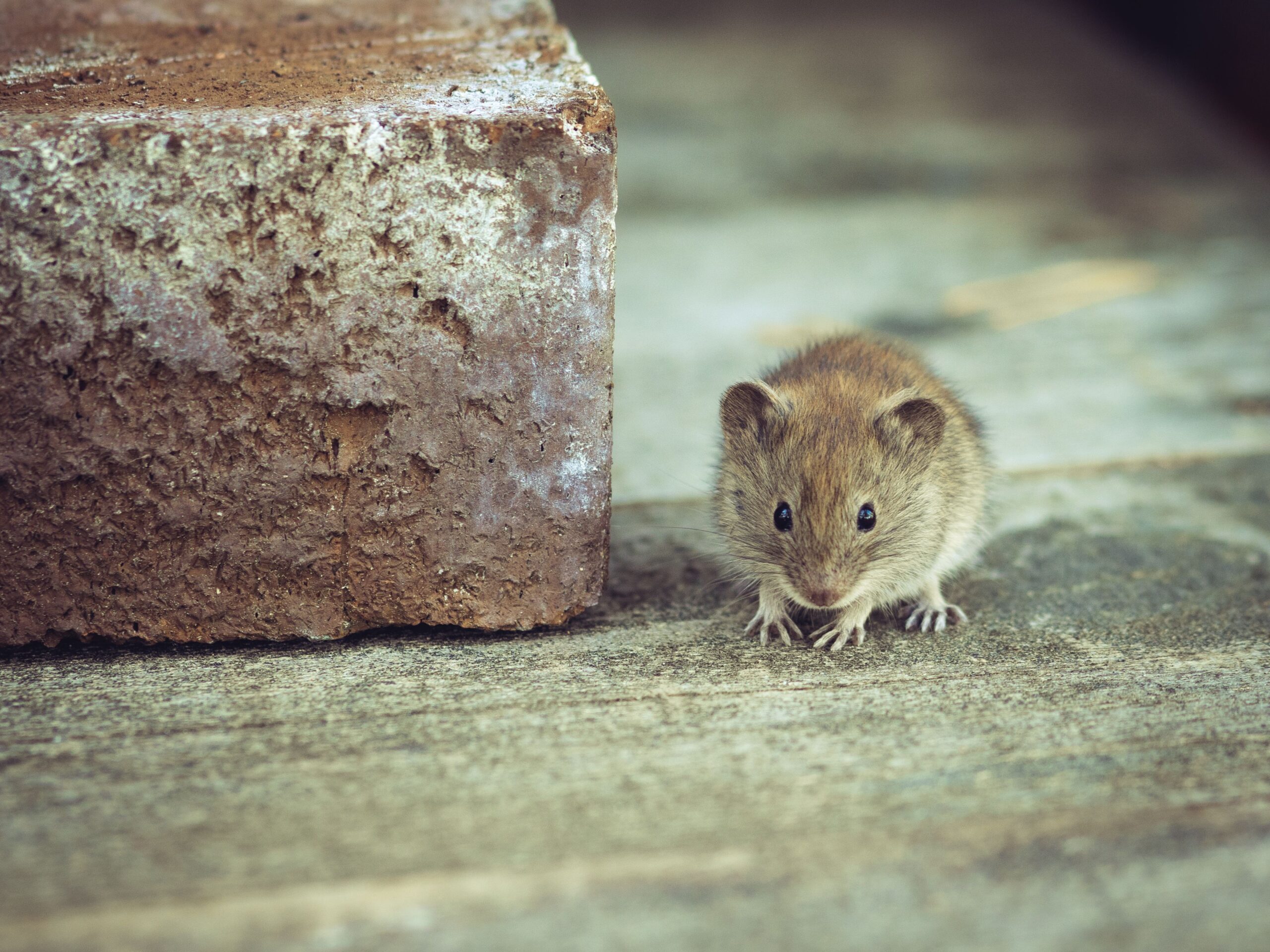 Mouse entering a home through a small exterior gap during cold weather