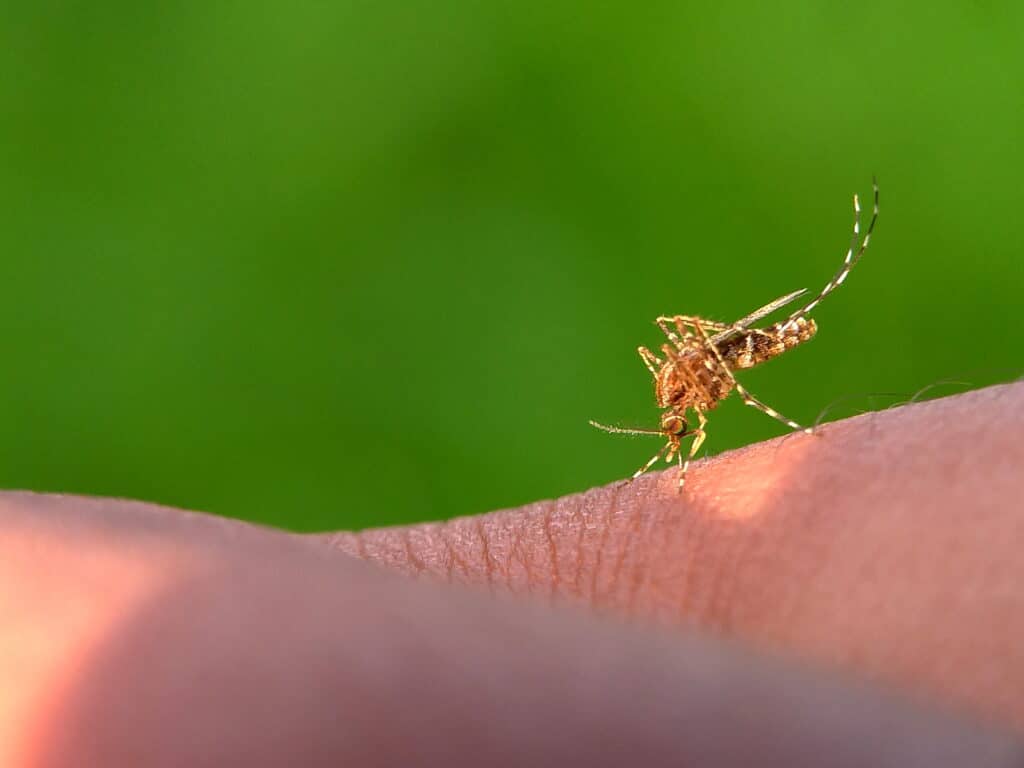 est control technician applying professional mosquito treatment around a shaded backyard in Alabama