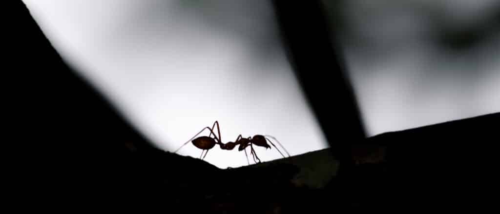 ants entering home through small cracks during warm spring weather in Alabama