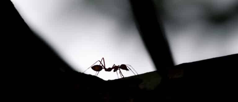ants entering home through small cracks during warm spring weather in Alabama
