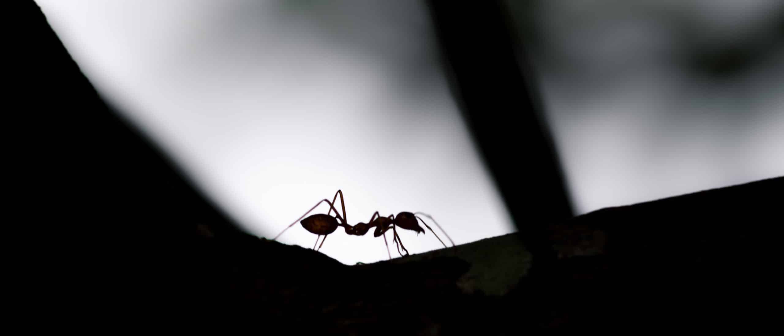 ants entering home through small cracks during warm spring weather in Alabama