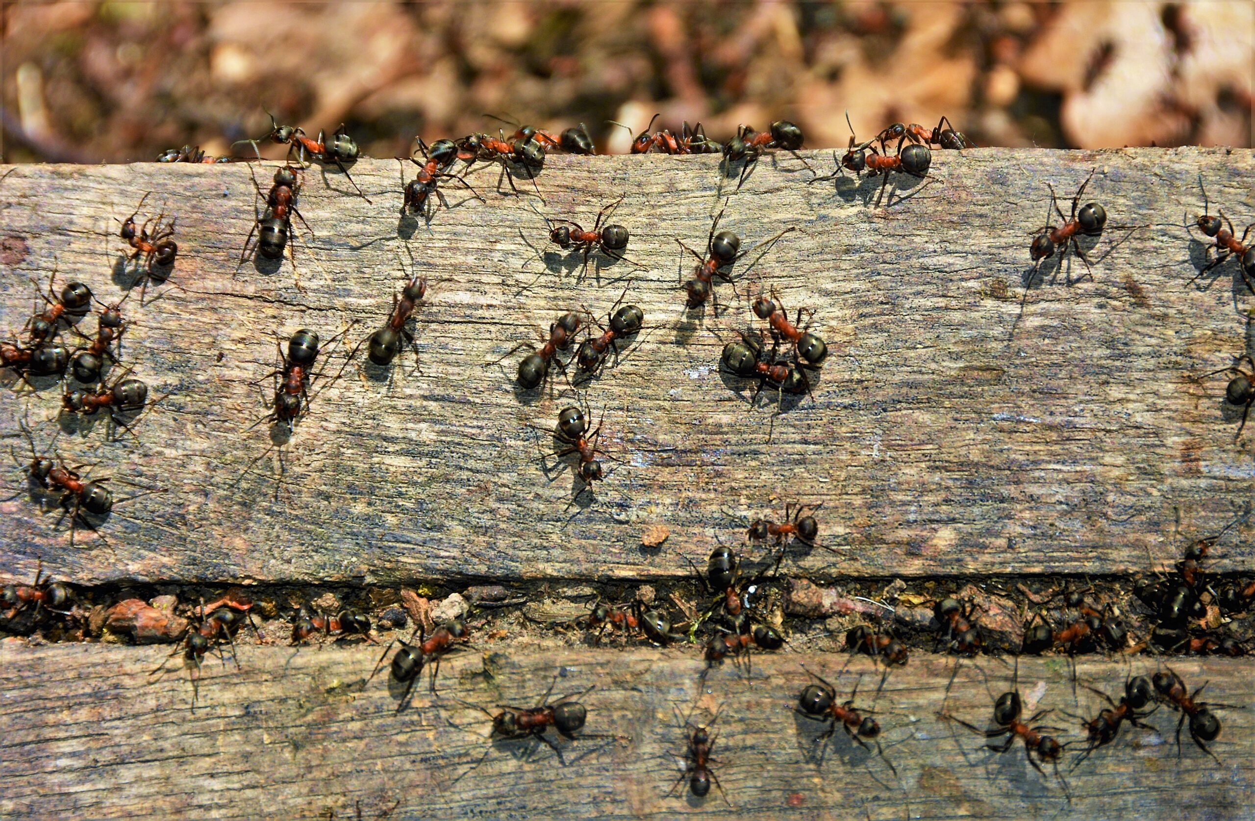 odorous house ants carpenter ants and fire ants commonly found in Alabama homes