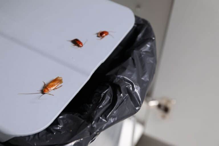 Cockroaches crawling on garbage bin indoors, closeup