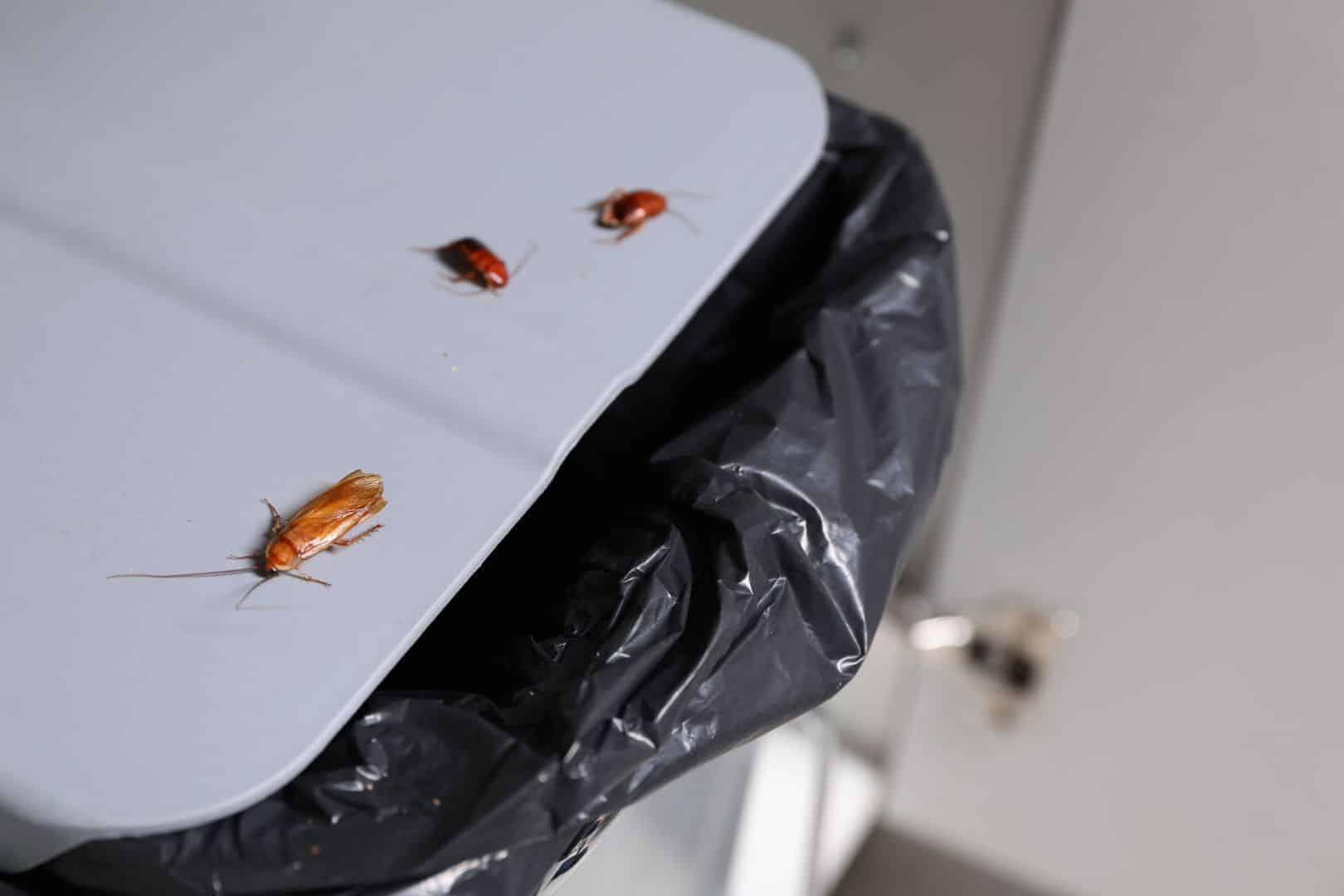 Cockroaches crawling on garbage bin indoors, closeup