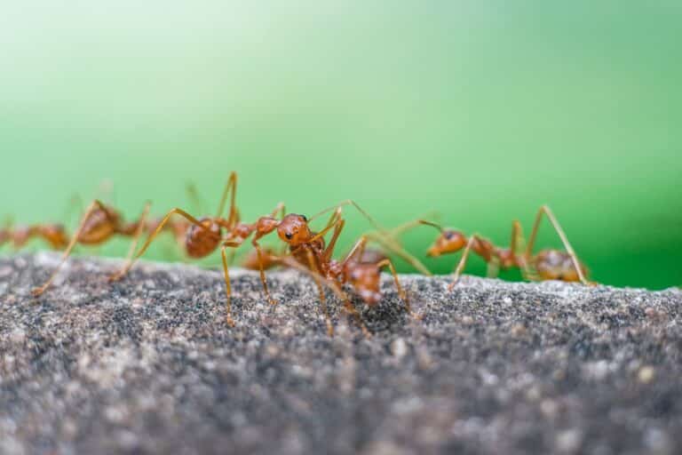 teamwork-and-coordination-among-a-colony-of-ants