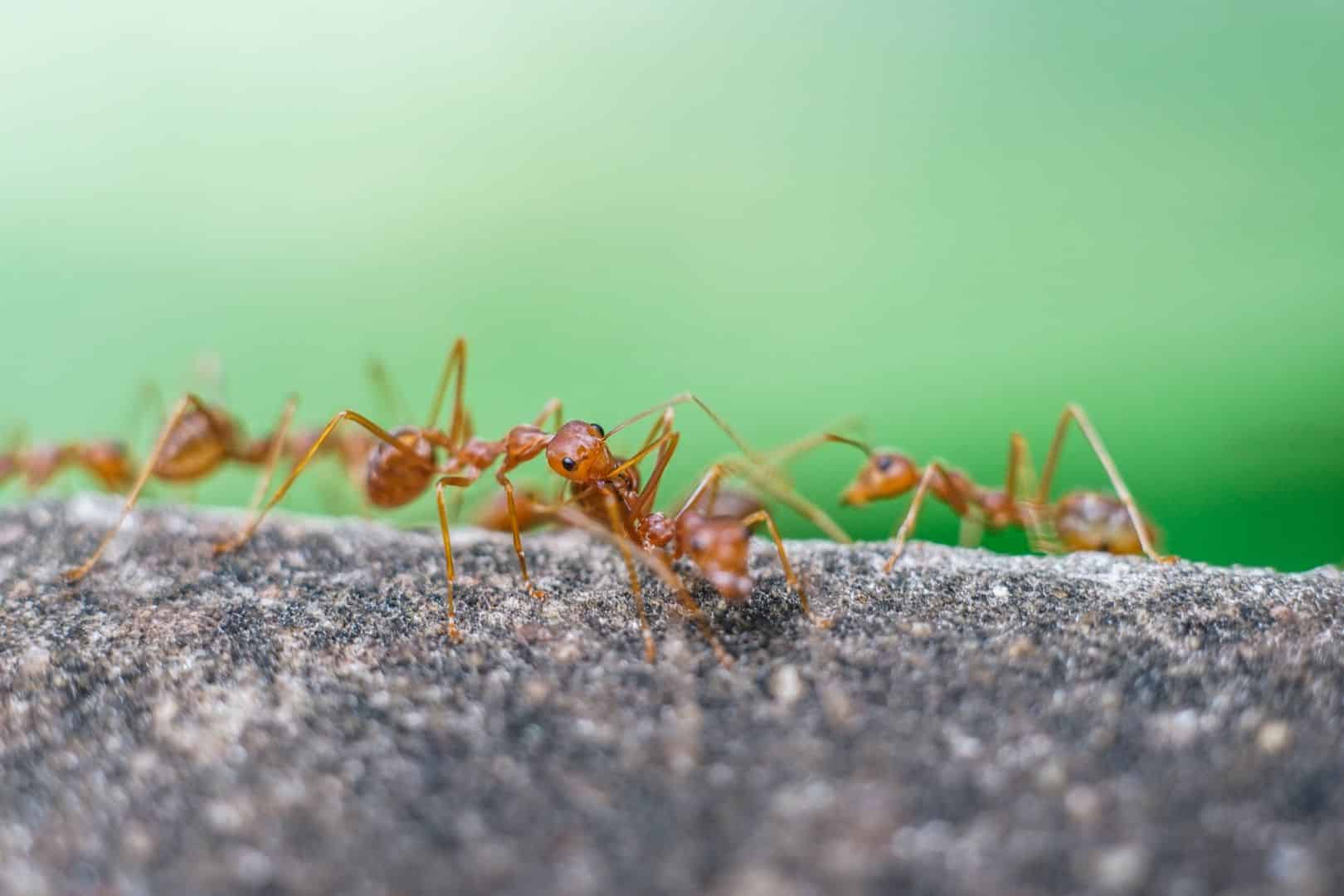 teamwork-and-coordination-among-a-colony-of-ants