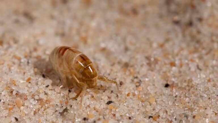 fleas