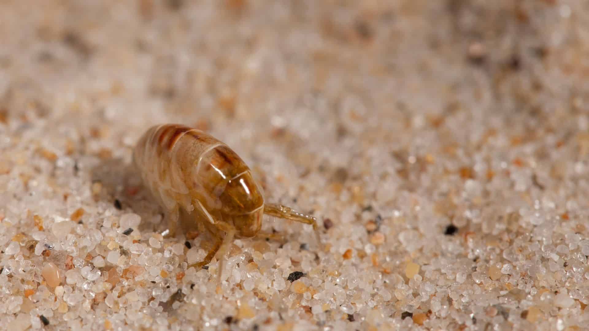 fleas