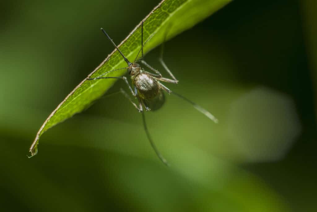 Alabama backyard with shaded vegetation and outdoor seating during September mosquito season