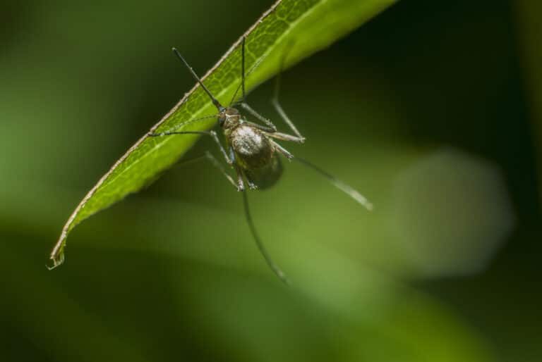 Alabama backyard with shaded vegetation and outdoor seating during September mosquito season