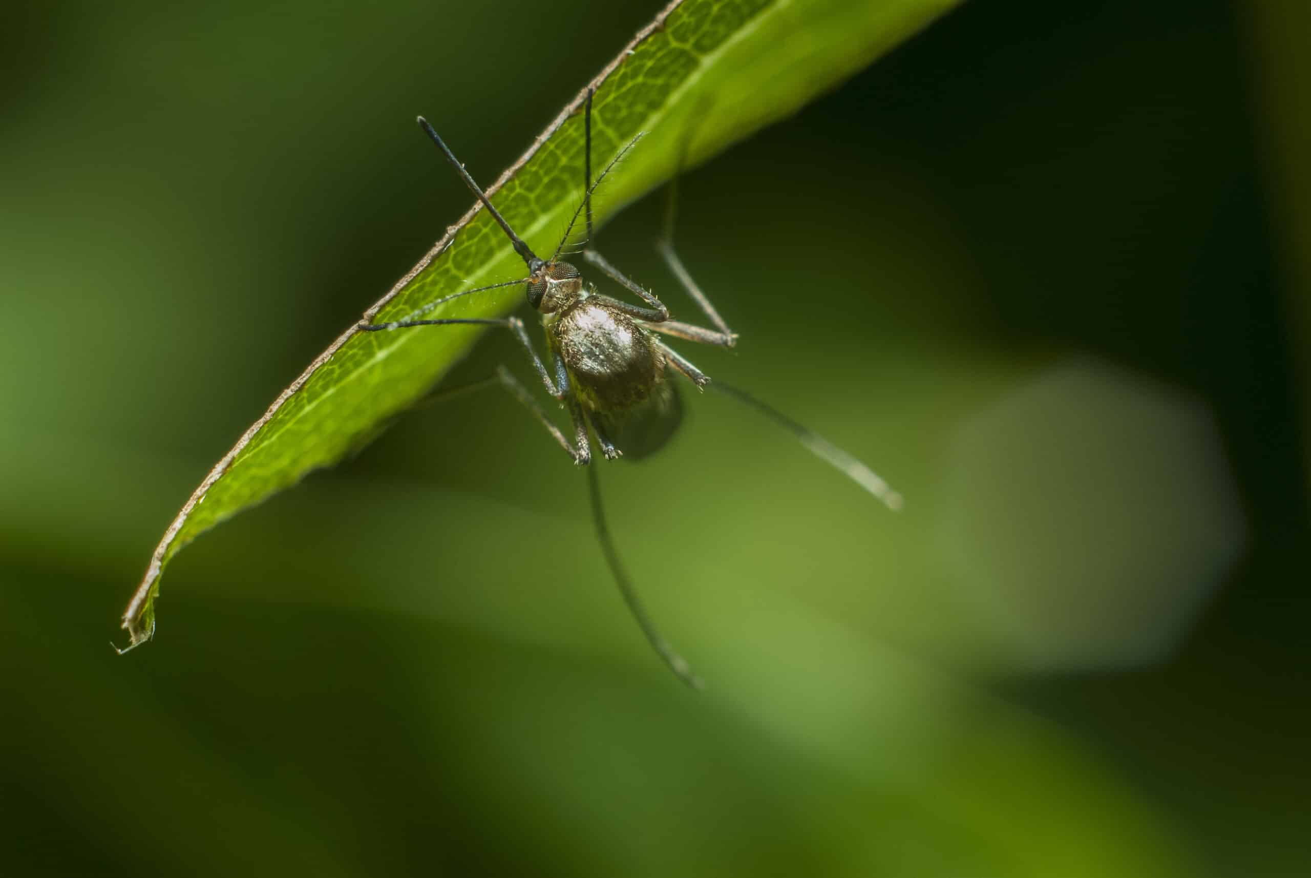 Alabama backyard with shaded vegetation and outdoor seating during September mosquito season