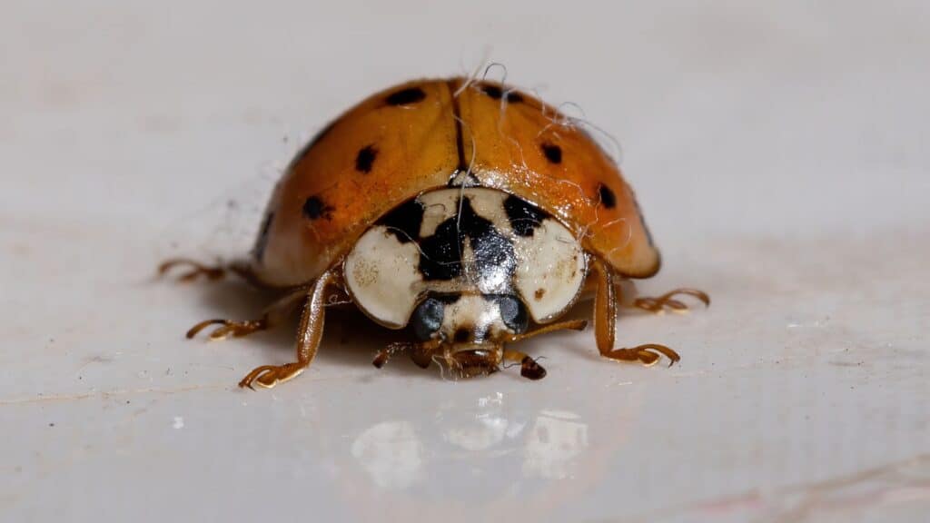 Fall bugs gathering around the exterior of an Alabama home near windows and siding