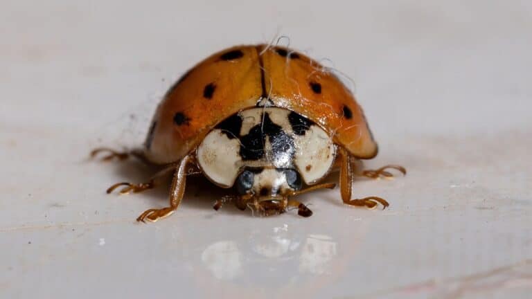 Fall bugs gathering around the exterior of an Alabama home near windows and siding
