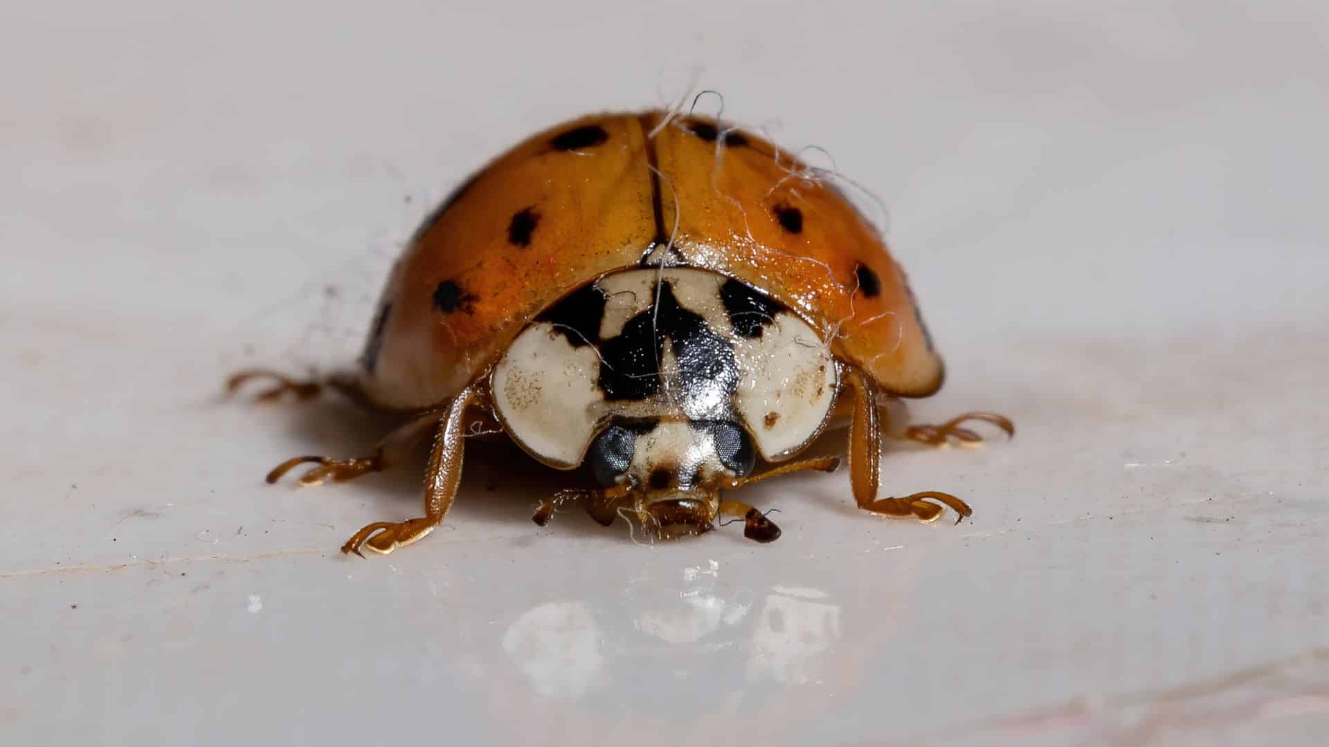 Fall bugs gathering around the exterior of an Alabama home near windows and siding